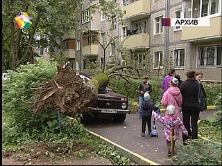 Hop дерево раздора. Сказочный патруль хроники чудес дерево раздора. Б. Дерево раздора. Национальное дерево россии.